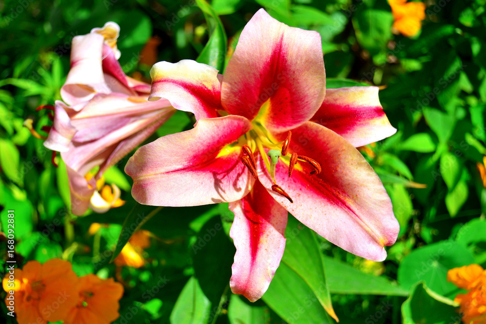 Beautiful lily flowers in a garden on a lawn background. Flowerbeds.