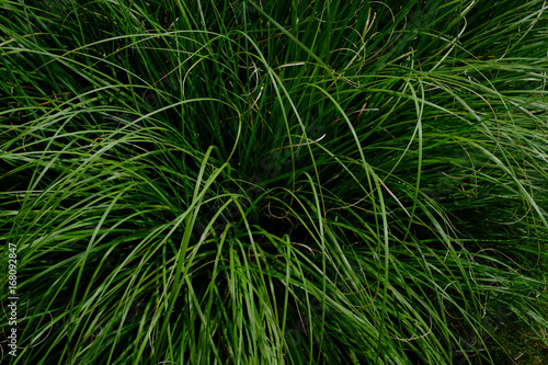 herbe vert verte feuille longue tige nature matière texture fond plante végétation