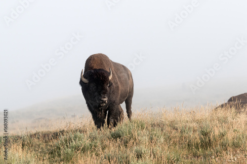 Bison Bull © Ronnie Howard