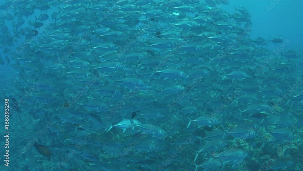 School of Big-eye Trevallies on a colorful coral reef. 4k footage School of Big-eye Trevallies on a colorful coral reef. 4k footage