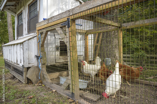back yard chicken coop
