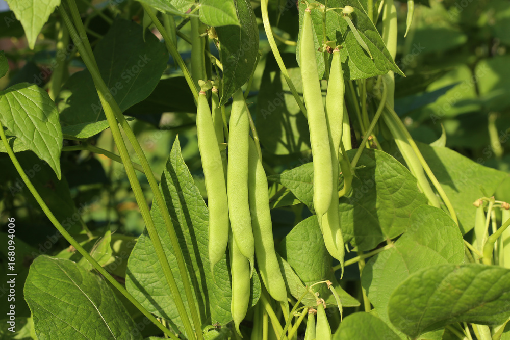 Beans growing in garden. Homegrown organic food, beans ripening in garden. Beans growing in garden. Homegrown organic food, beans ripening in garden.