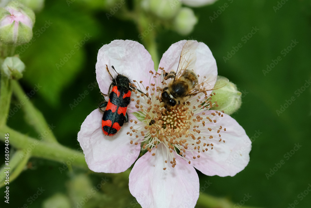 Käfer Zottiger Bienenkäfer auf Brombeerblüte, Trichodes alvearius Käfer Zottiger Bienenkäfer auf Brombeerblüte, Trichodes alvearius