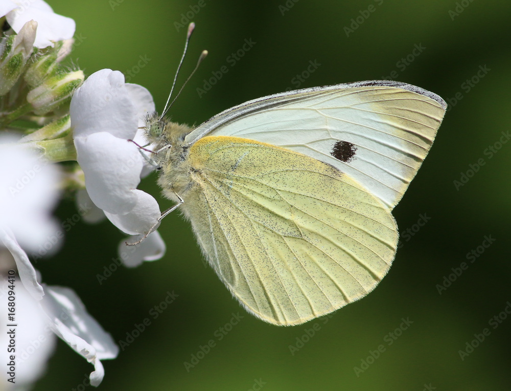 Fototapeta premium Motyl europejski kapusta biała (Pieris brassicae) na kwiat jeżyny.