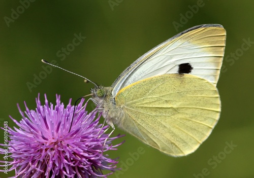 European Large Cabbage white butterfly (Pieris brassicae) feeding on a thistle flower.