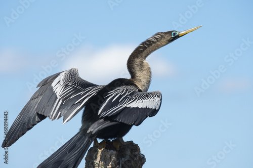 Male Anhinga with breeding plumage photo