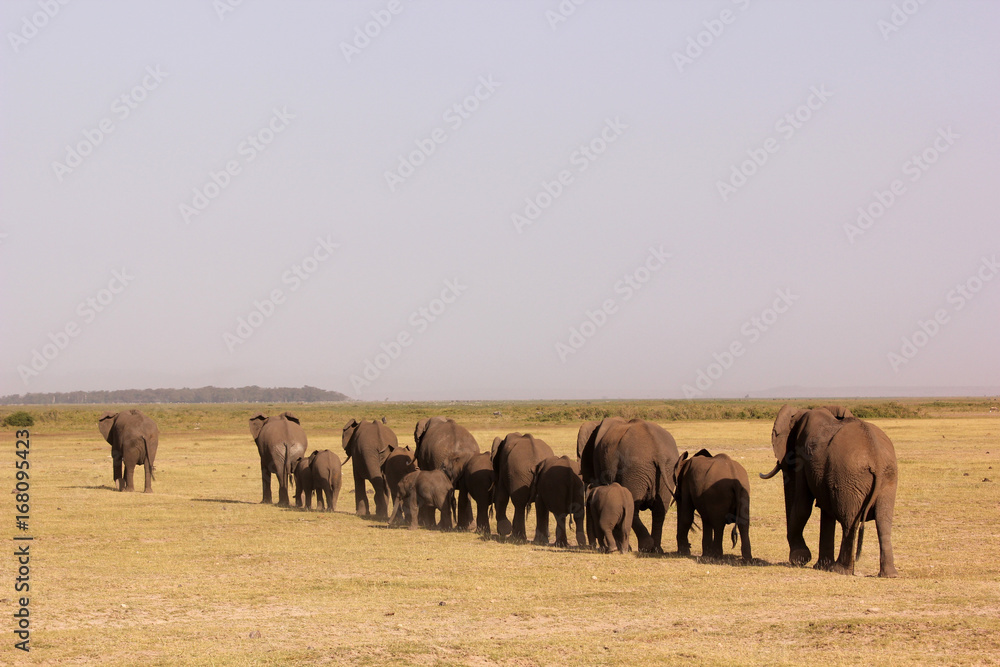 Marching Elephants