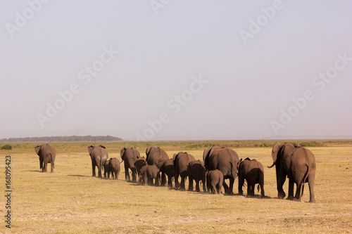 Marching Elephants © Marti