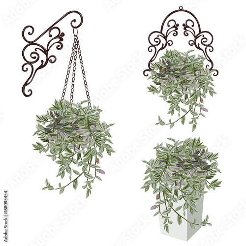 Three images of a tradescantia with motley leaves in a cachepot and in a pot