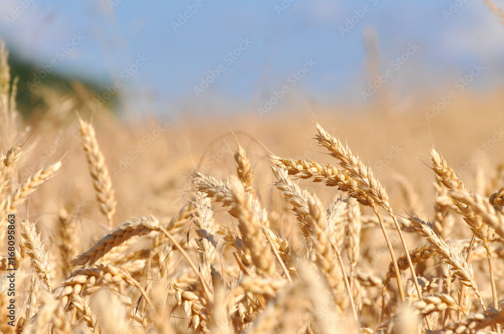 Field of ripe wheat with a beautiful blue sky. Ears of ripe wheat in a field close up Field of ripe wheat with a beautiful blue sky. Ears of ripe wheat in a field close up