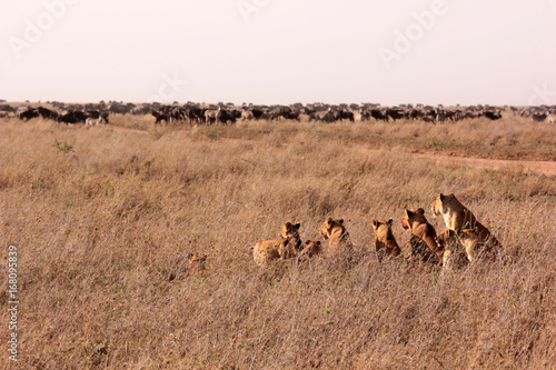 Lion hunting