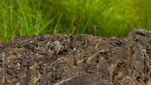 Wallpaper Mural Close-up wild ants swarming around their anthills. Anthill in the forest among the dry leaves.Insects working emmet running around near the hole in the ground,macro anthill. Ant in ant hill colony Torontodigital.ca