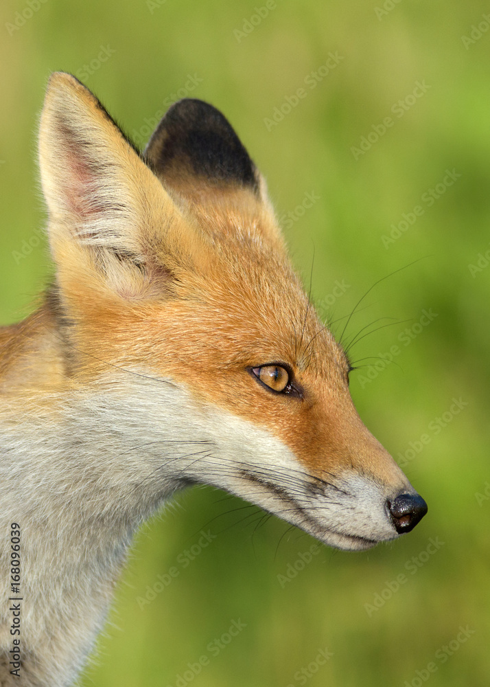 Red Fox in the natural environment Red Fox in the natural environment
