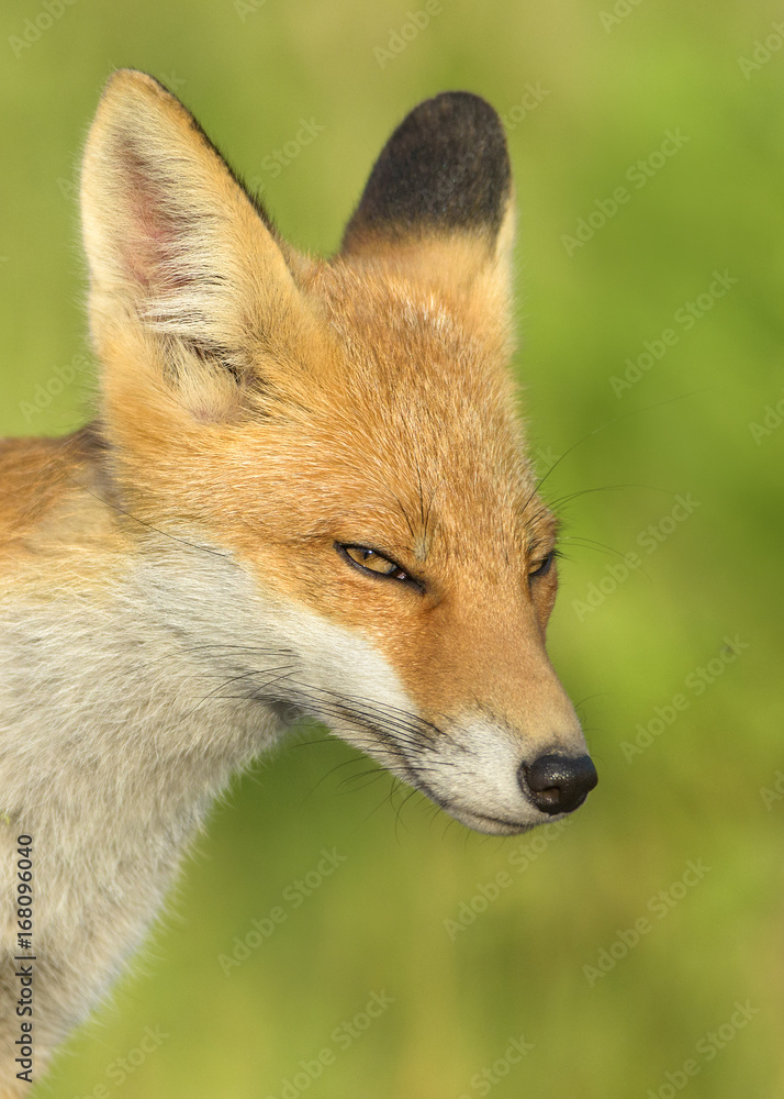 Red Fox in the natural environment Red Fox in the natural environment