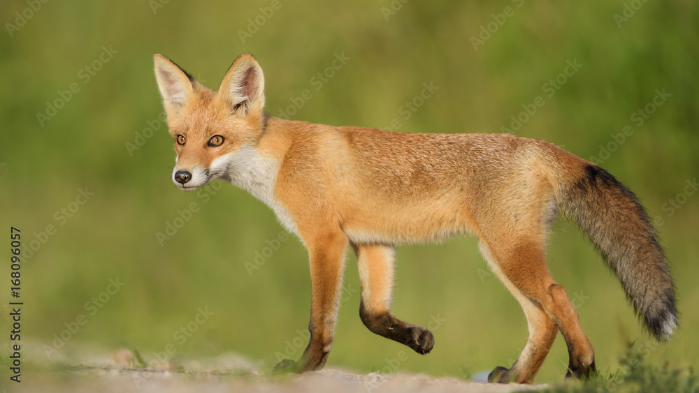 Red Fox in the natural environment Red Fox in the natural environment