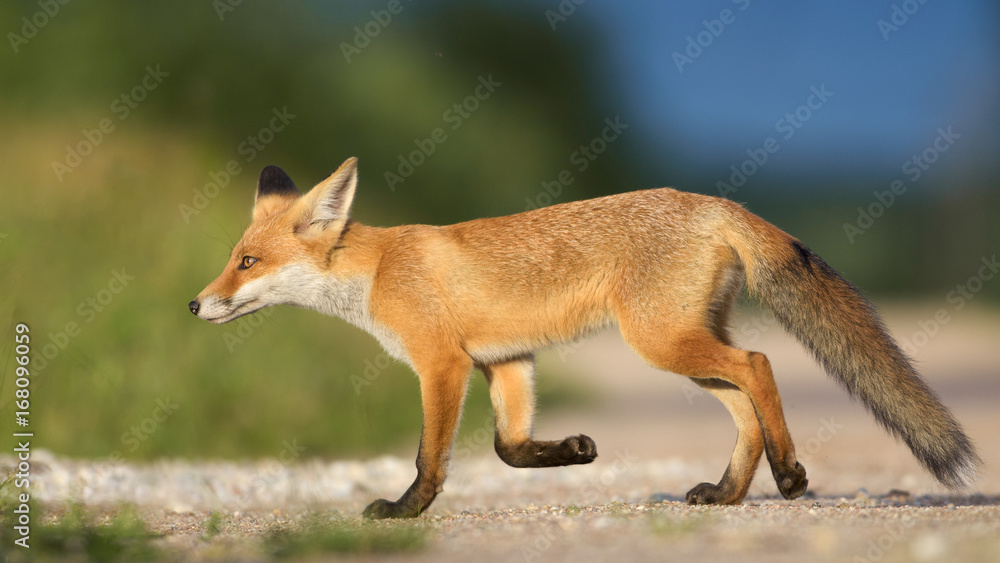 Obraz premium Red Fox in the natural environment