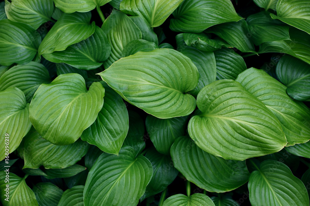 Green leaves texture. Leaf texture background Green leaves texture. Leaf texture background