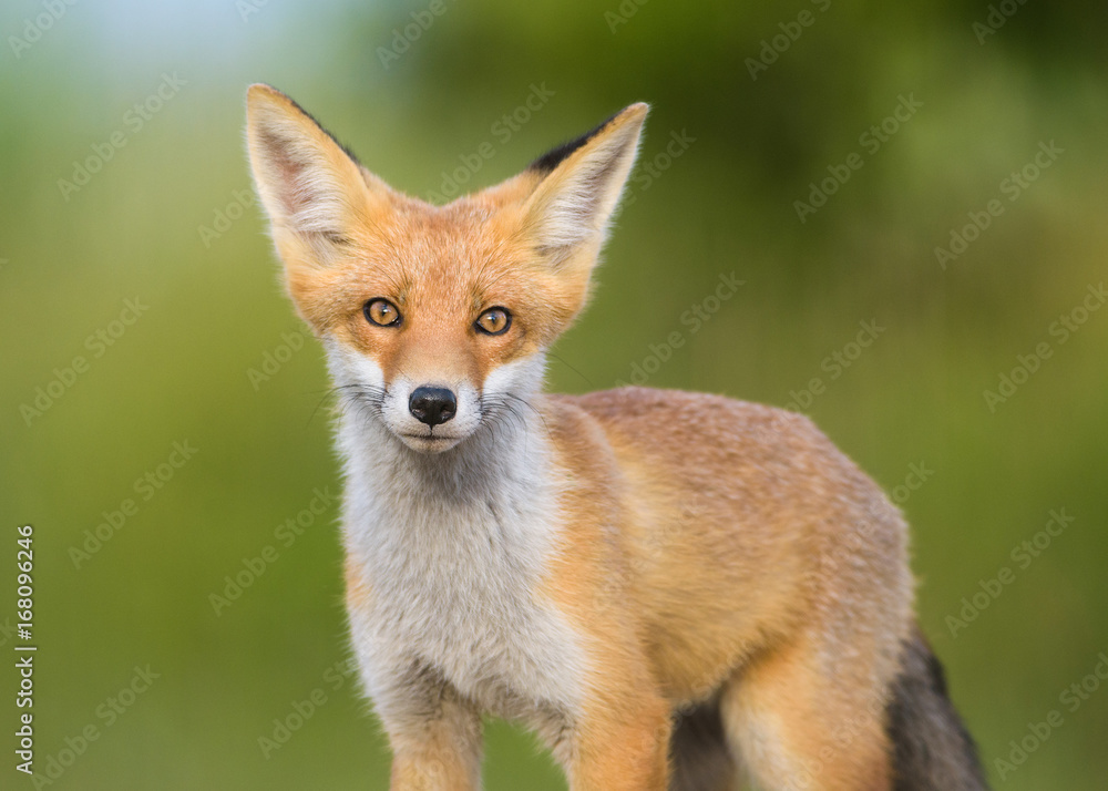 Red Fox in the natural environment