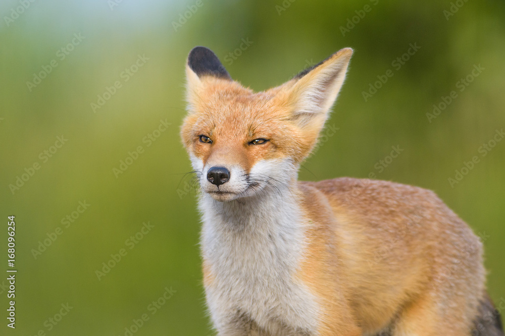 Red Fox in the natural environment Red Fox in the natural environment