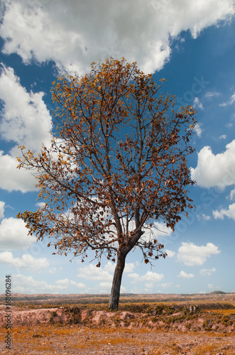 withered tree on dry land against blue sky and cloud. season change and global warming concept.