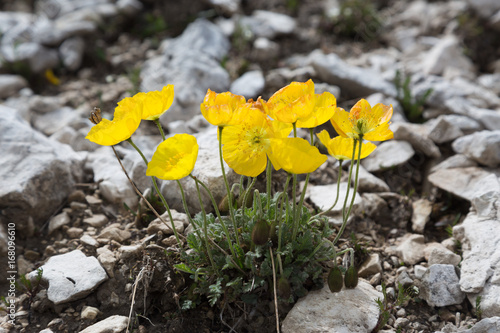 Rhätischer Alpen-Mohn 