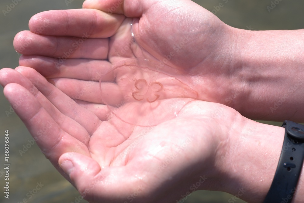 The man holds a jellyfish in his hand The man holds a jellyfish in his hand