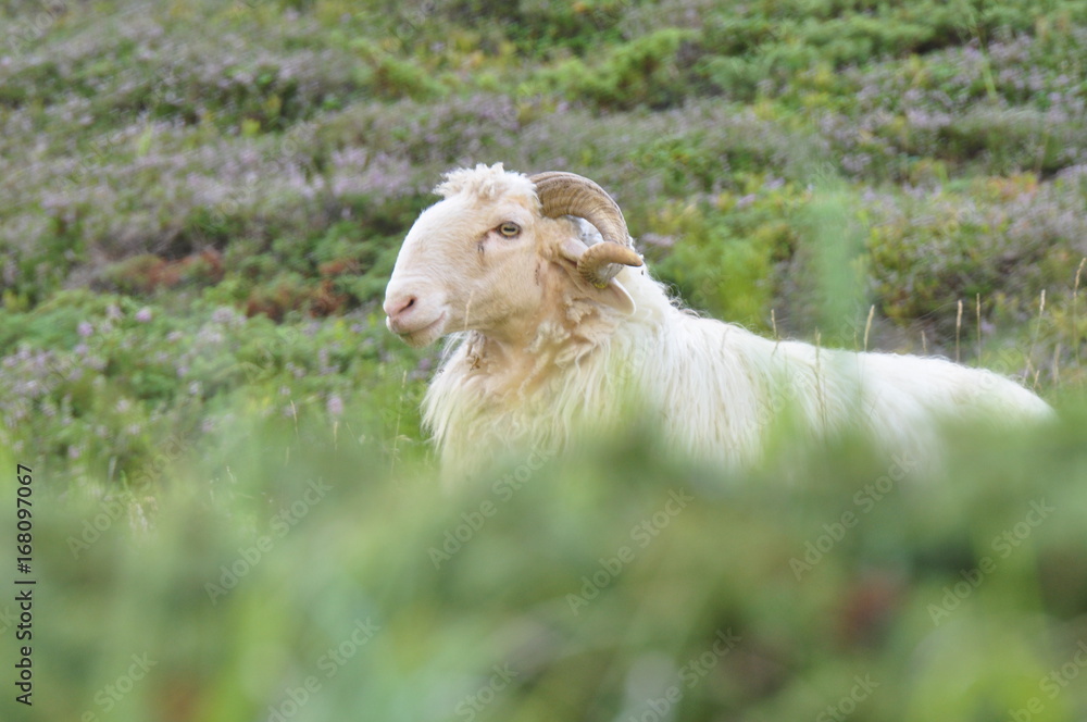 Fototapeta premium Mouton à l'affût