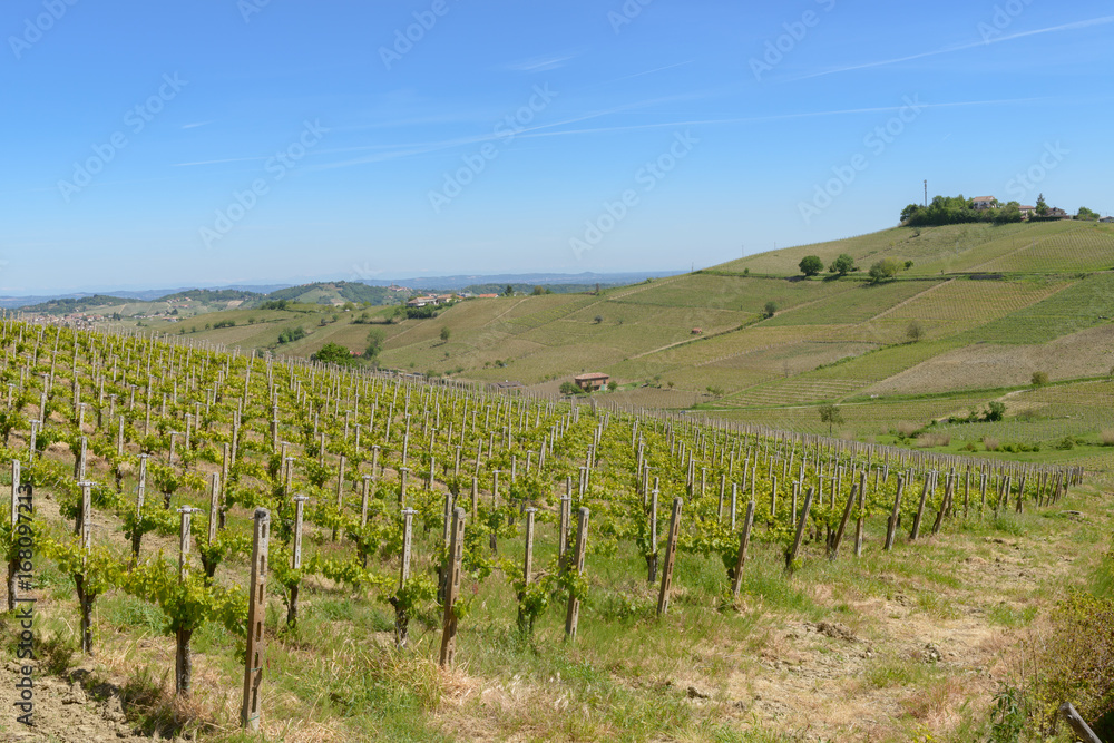 Views of the wine producing area Barbaresco in the region Piedmont in Italy