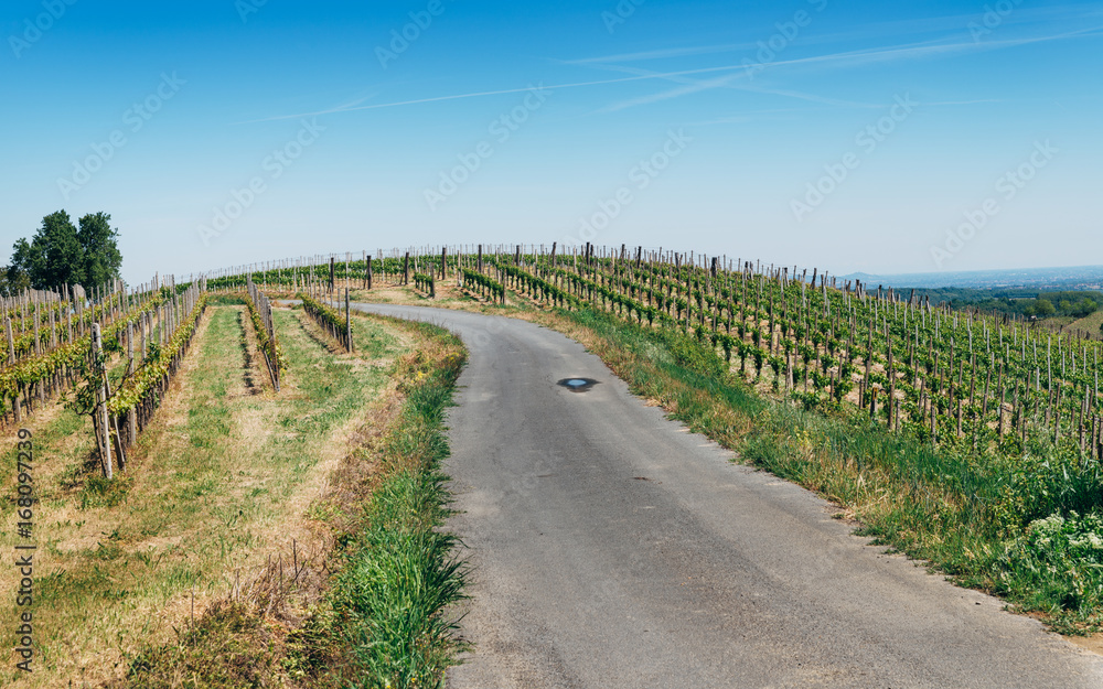 Fototapeta premium Views of the wine producing area Barbaresco in the region Piedmont in Italy