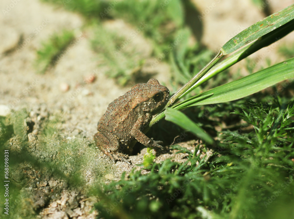 Fototapeta premium Juvenile Toad in long dry yellow grass stalks Toad Common Toad Bufo bufo