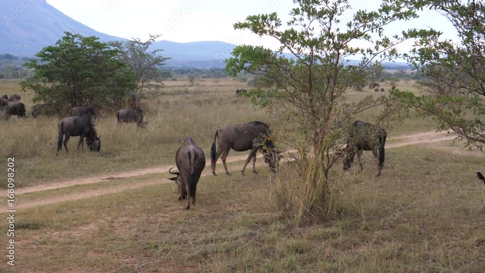 Herd of wildebeests next to a road at the savanna of Waterberg South Africa Herd of wildebeests next to a road at the savanna of Waterberg South Africa