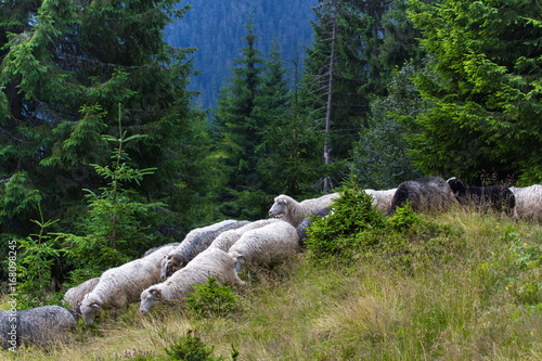 Herd of sheep descends from the mountains. Spruce trees in the Ukrainian Carpathians. Sustainable clear ecosystem