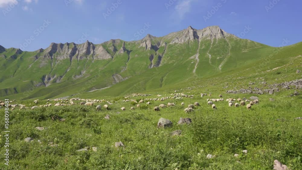 Sheep flock grazing on the alpine meadow, mountain Sheep flock grazing on the alpine meadow, mountain