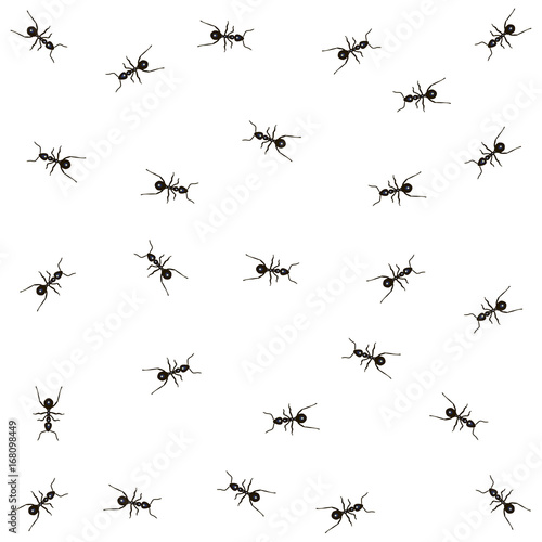 Pattern with ants isolated on white background. Vector illustration
