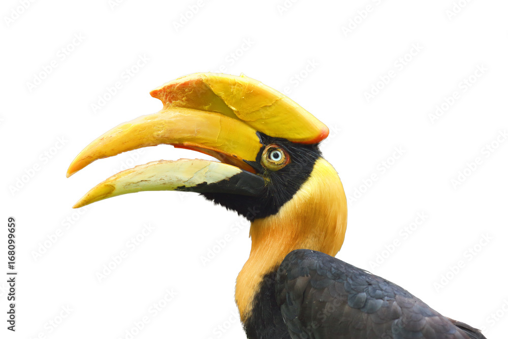 The great hornbill (Buceros bicornis) also known as the great Indian hornbill or great pied hornbill,portrait The great hornbill (Buceros bicornis) also known as the great Indian hornbill or great pied hornbill,portrait