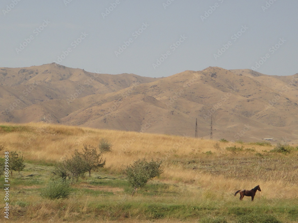 Fototapeta premium montagne et cheval