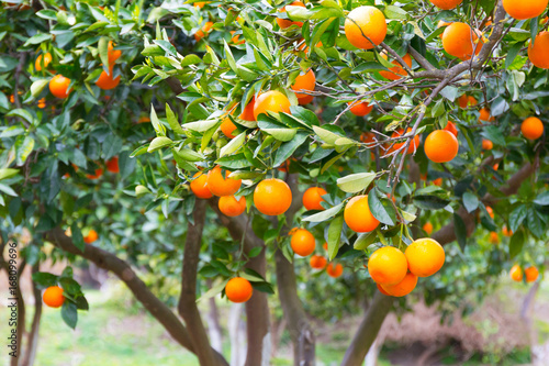 Bild auf Leinwand Orange tree with fruits in Greece