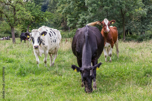 3 Holsteinrinder auf der Weide