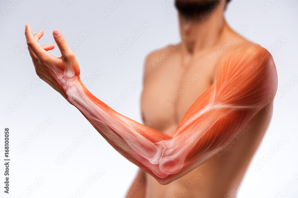 Anatomy of human arm. Bone pain. Stock Photo Adobe Stock