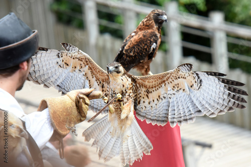 spectacle de rapaces photo