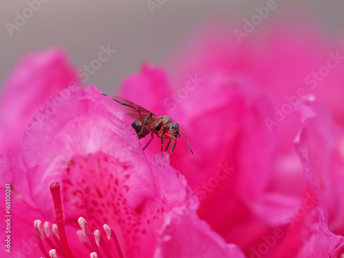 ant queen (formicidae) with wings on a pink rhododendron (azalea)