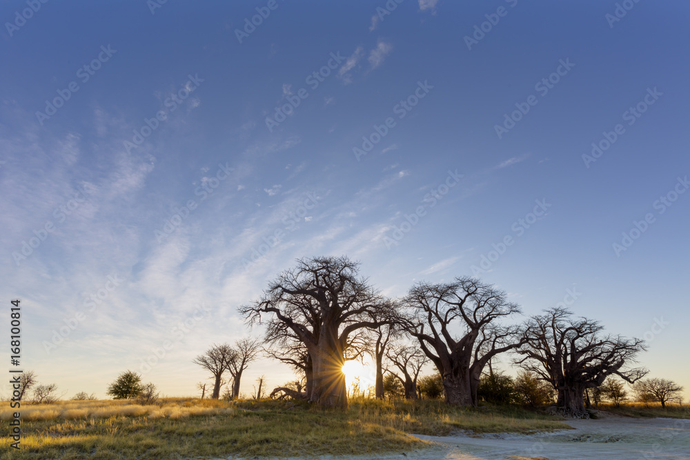 Fototapeta premium Sunrise at Baines Baobab's