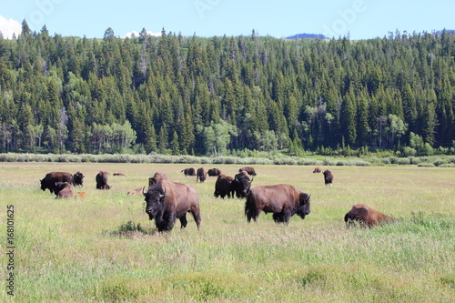 buffalo herd