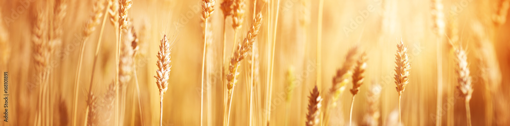 wheat crops on the field at cloudy day wheat crops on the field at cloudy day