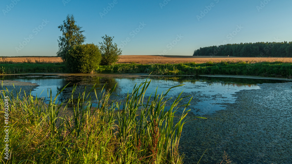 Summer landscape. View from the coast through the reeds to a small swampy lake in the middle of an agricultural field Summer landscape. View from the coast through the reeds to a small swampy lake in the middle of an agricultural field