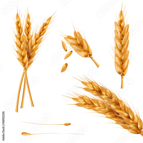 Set of vector illustrations of wheat spikelets, grains, sheaves of wheat isolated on white background. Template, print, design element.