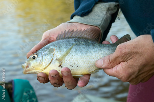 Fototapeta Naklejka Na Ścianę i Meble -  Mans hands holding a freshwater bream fish