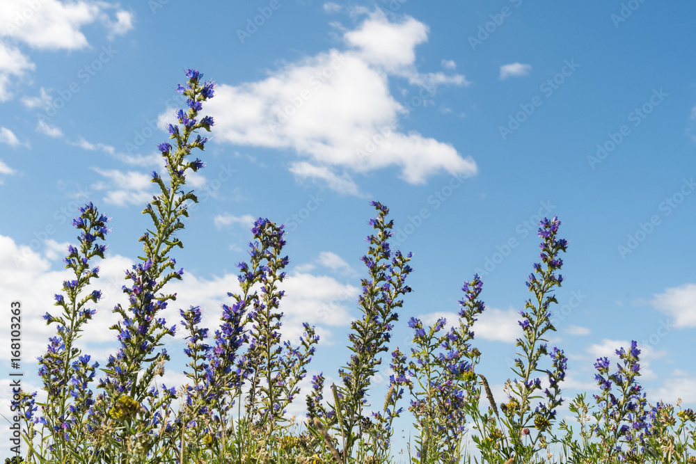 Summer flowers by a blue sky