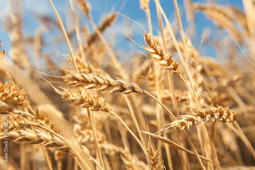 agriculture, growth, environment concept. on countryside area plenty of big vibrant straws ripening on the field of sunny barley and bending under the strong wind