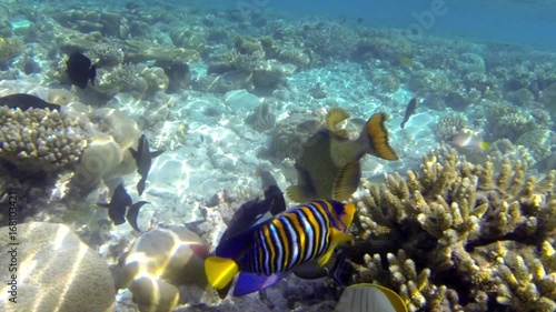 Tropical fish feeding on a shallow coral reef in the Maldives